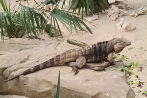 Clouded Rock Iguana