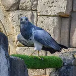 Black-chested Buzzard-eagle