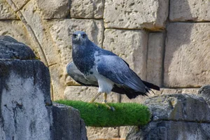Grijze Arendbuizerd
