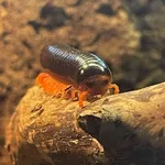 Red-legged Fire-Millipede