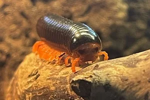 Red-legged Fire-Millipede