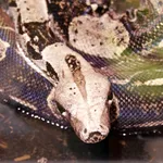 Boa Constrictor