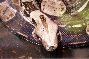 Boa constrictor