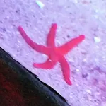 Red Starfish