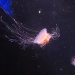 Cyanea versicolor