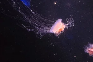 Cyanea versicolor