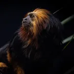 Golden-headed Lion Tamarin