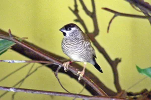 Plum-headed Finch
