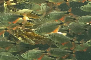 Hyphessobrycon anisitsi