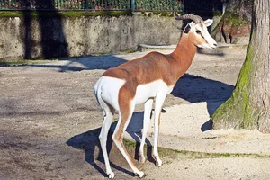 Damagazelle