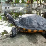 Cumberland Slider Terrapin