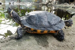 Geelwangschildpad