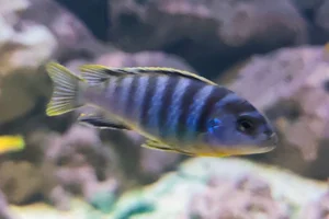 Pseudotropheus demasoni)