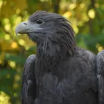 White-tailed Eagle
