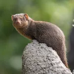 Common Dwarf Mongoose