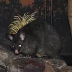 Common Brushtail Possum