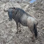 Common Wildebeest