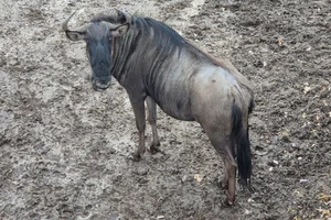 Bastaard Wilde Beest