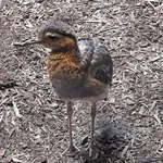 Double-striped Thick-knee
