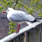 Grey-headed Gull