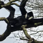 Northern White-cheeked Gibbon
