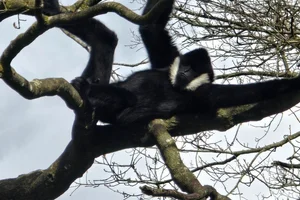 Witwanggibbon