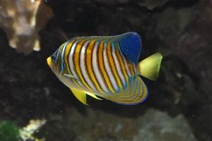 Pfauen-Kaiserfisch