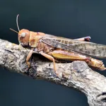 Migratory Locust