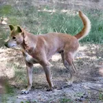 dingo