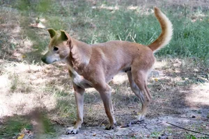 Dingo