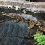 False Gharial
