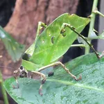 Ancylecha fenestrata