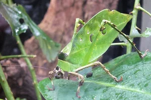 Ancylecha fenestrata
