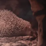 Lesser Hedgehog Tenrec