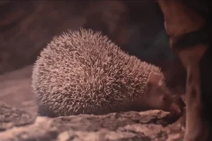 Kleine Egeltenrek