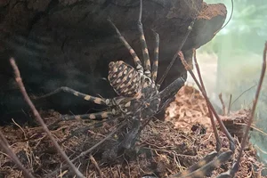 Damon variegatus