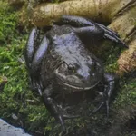 American Bullfrog