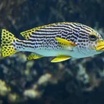 Yellowbanded Sweetlips