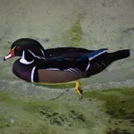 Wood Duck