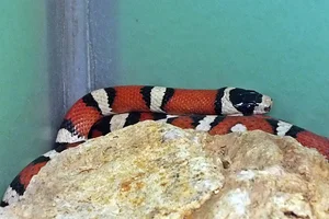 Sonoran Mountain Kingsnake