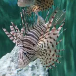 Luna Lion Fish