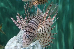Luna Lion Fish