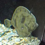 European Flounder