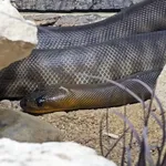 Woma