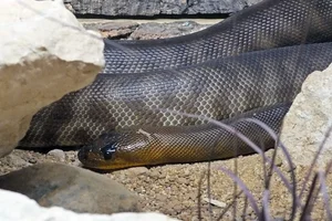 Woma