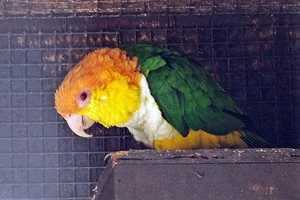 Witbuikcaique