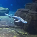 Bonnethead