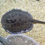 Ocellate Freshwater Stingray