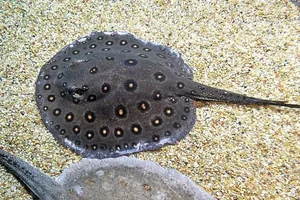 Pauwoogzoetwaterrog
