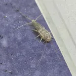 Grey Silverfish